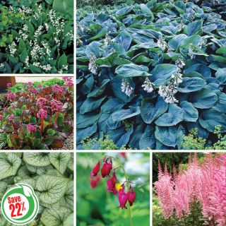 Perennial Shade Garden Collection Thumbnail
